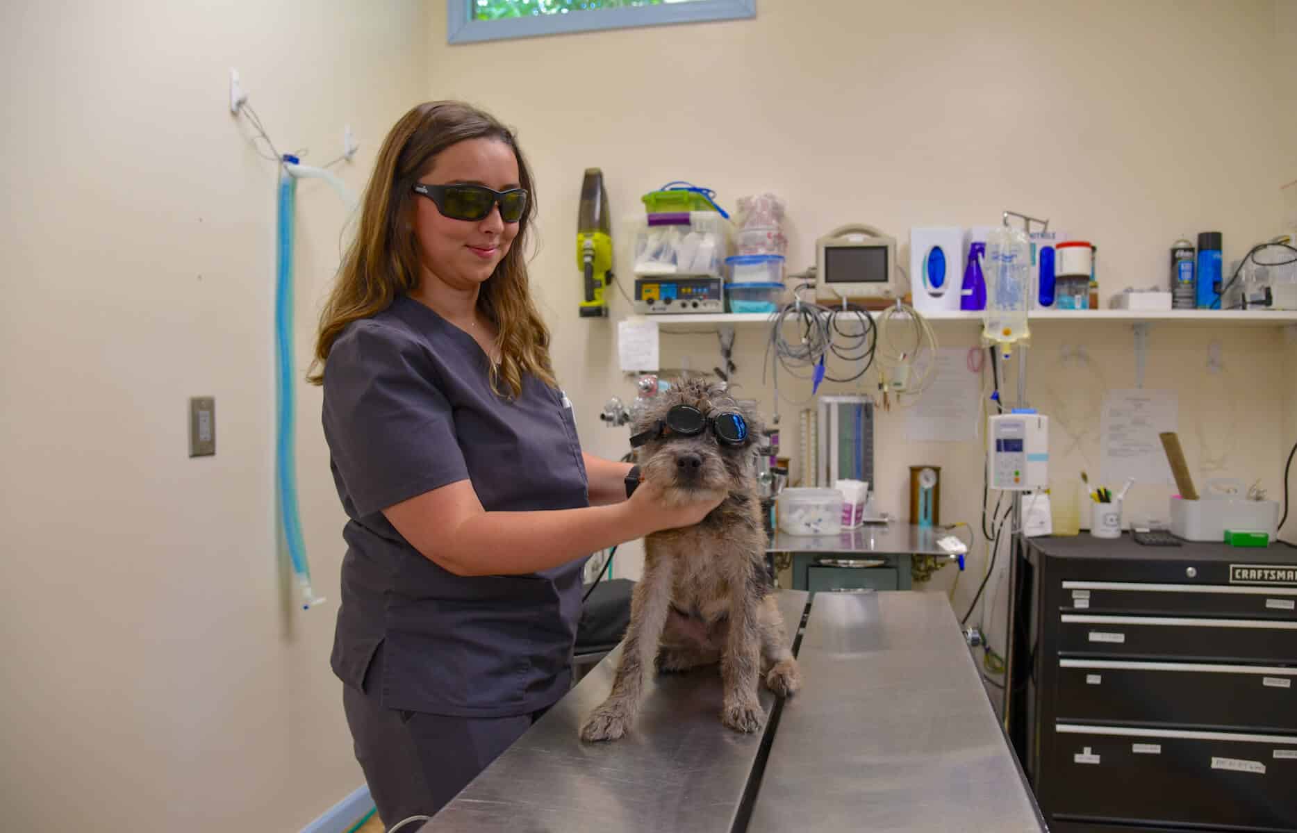 Dog getting a comprehensive exam in Ila, Georgia